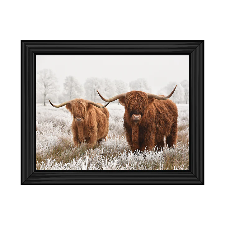 Two Highland Cows - Framed Picture