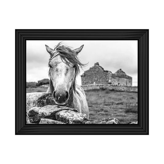 Black & White Horse – Framed Picture