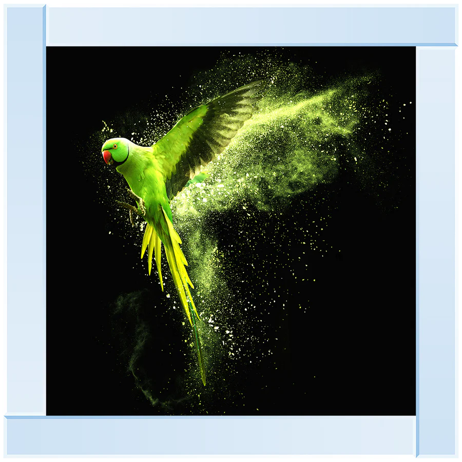 Flying Green Parrot – Framed Picture