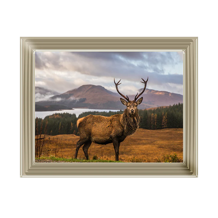 Scottish Highland Stag - Framed Picture