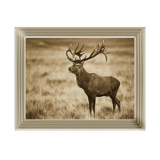 Red Deer Stag - Framed Picture