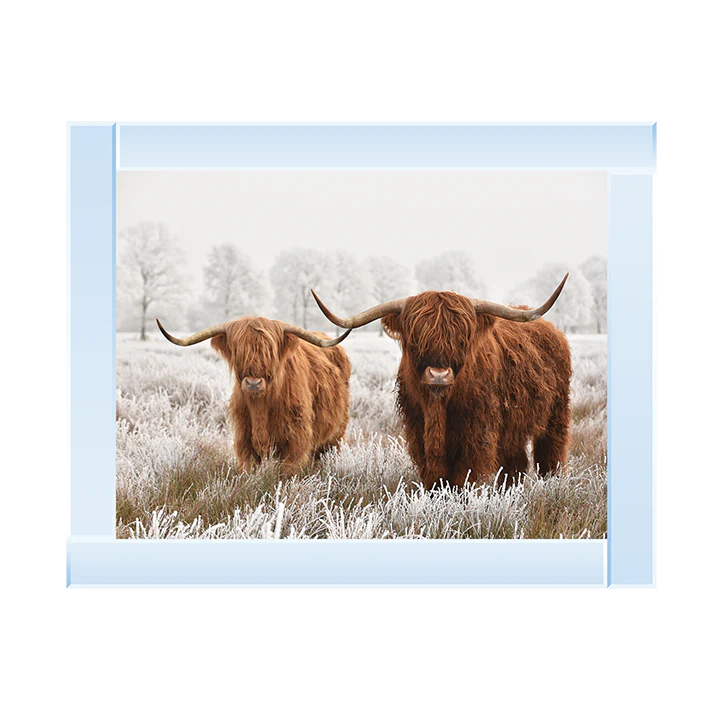 Two Highland Cows - Framed Picture