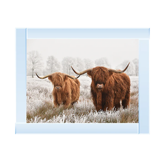 Two Highland Cows - Framed Picture