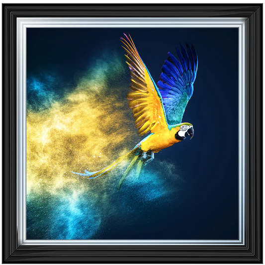 Flying Blue & Yellow Parrot – Framed Picture