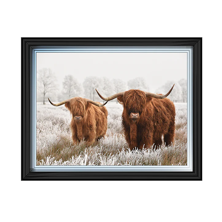 Two Highland Cows - Framed Picture