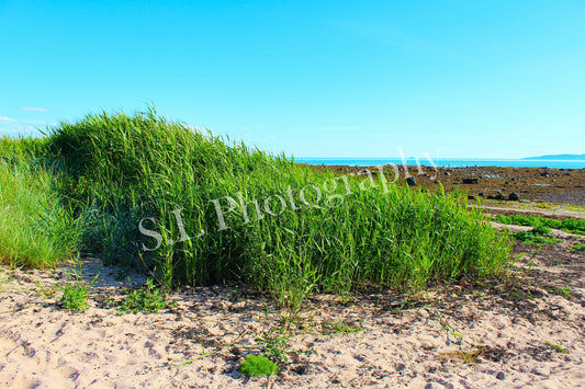 Ayrshire Beach Grass - Print