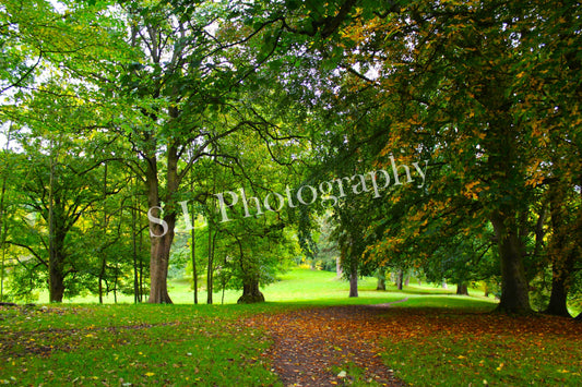 Bishop Auckland Green Woodlands - Print