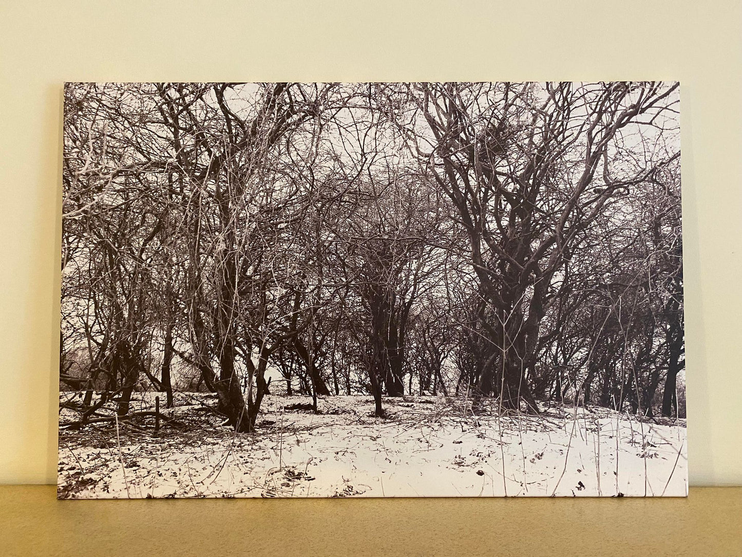 Snowy Winter Trees - Print