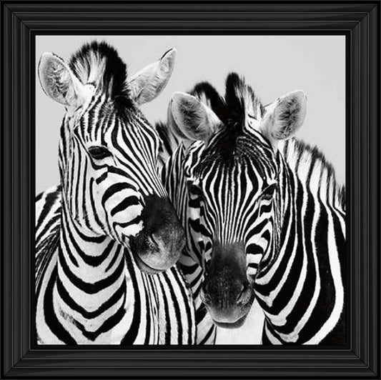 Duo Of Zebras – Framed Picture