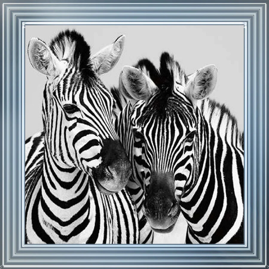 Duo Of Zebras – Framed Picture