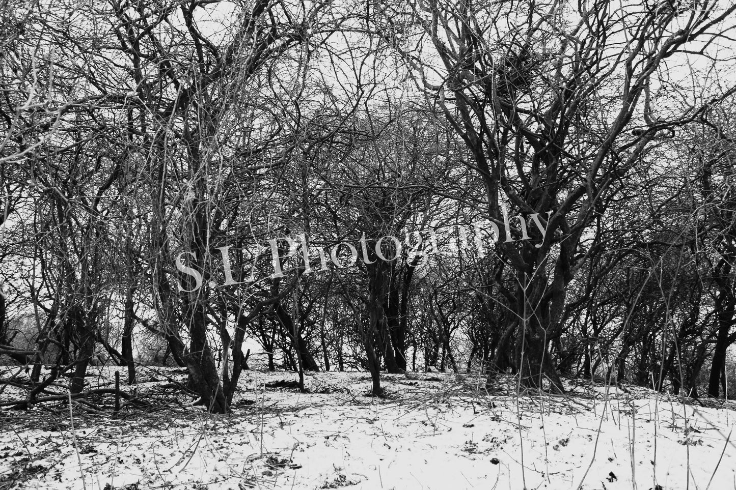 Snowy Winter Trees - Print