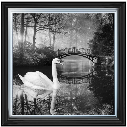 Black & White Swan - Framed Picture