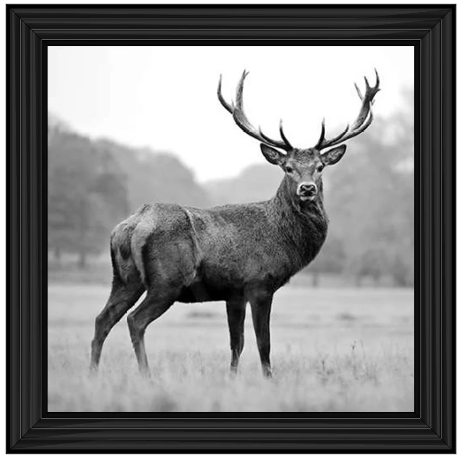 Black & White Stag - Framed Picture