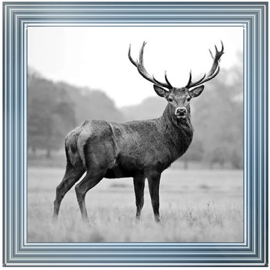 Black & White Stag - Framed Picture