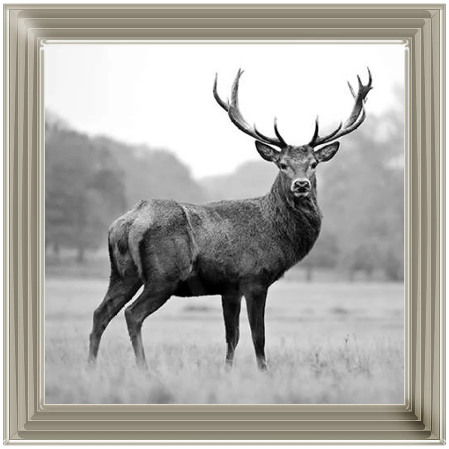 Black & White Stag - Framed Picture