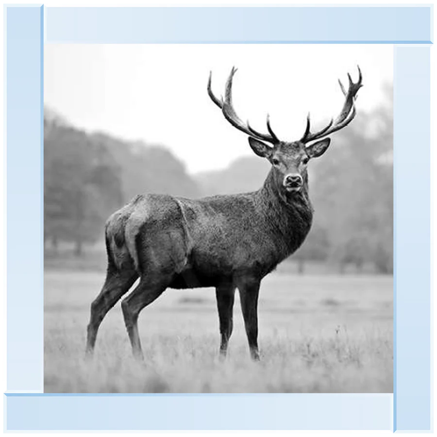 Black & White Stag - Framed Picture