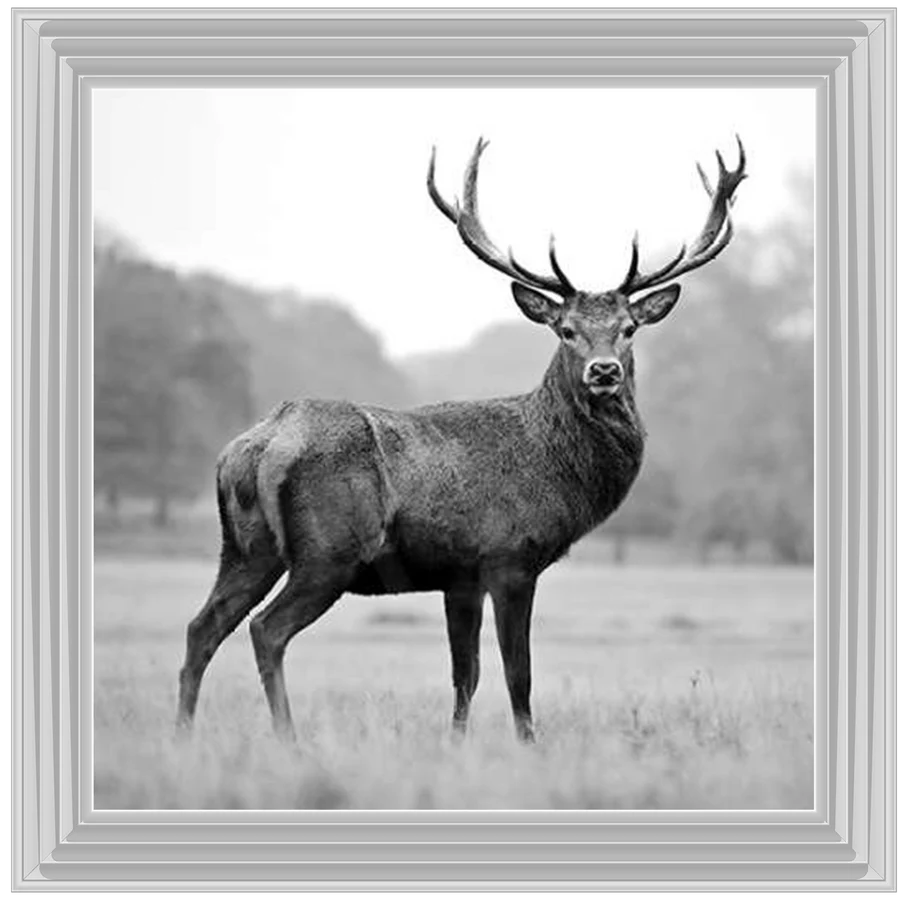 Black & White Stag - Framed Picture